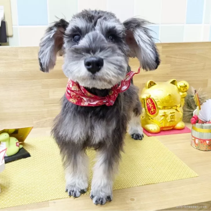 N.E 様のお迎えした子犬