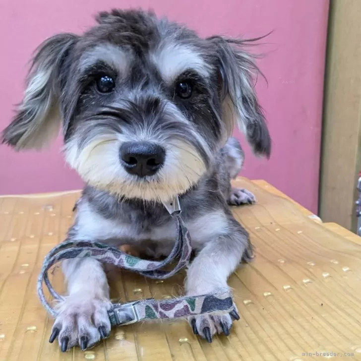 ID:2406-00676の子犬