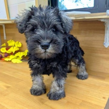 ミニチュアシュナウザー【千葉県・男の子・2025年8月21日・ソルト&ペッパー】の写真「人気のSP男の子♪とびきりカワイイお顔の子✨」