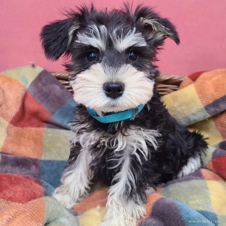 ID:2212-01925の子犬