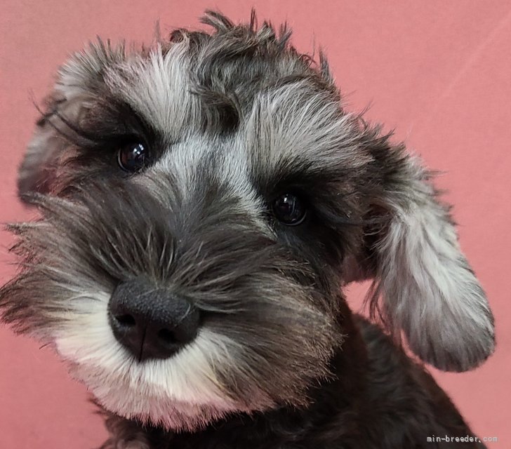 ミニチュアシュナウザー 千葉県 男の子 21年7月2日 ソルト ペッパー とっても可愛い お顔のシュナちゃんです みんなのブリーダー 子犬id 2110 007