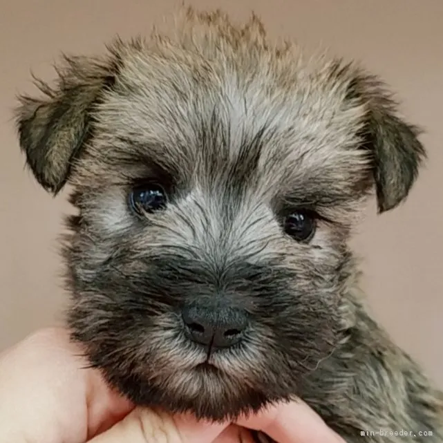 ID:1903-00556の子犬