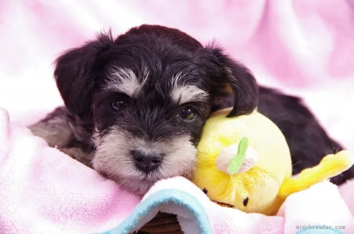ID:2112-03102の子犬