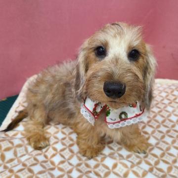 ミニチュアダックスフンド(ワイアー)【千葉県・男の子・2022年7月9日・レッド】の写真「とても珍しいワイヤーの男の子です♡」