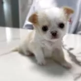 チワワ(ロング)