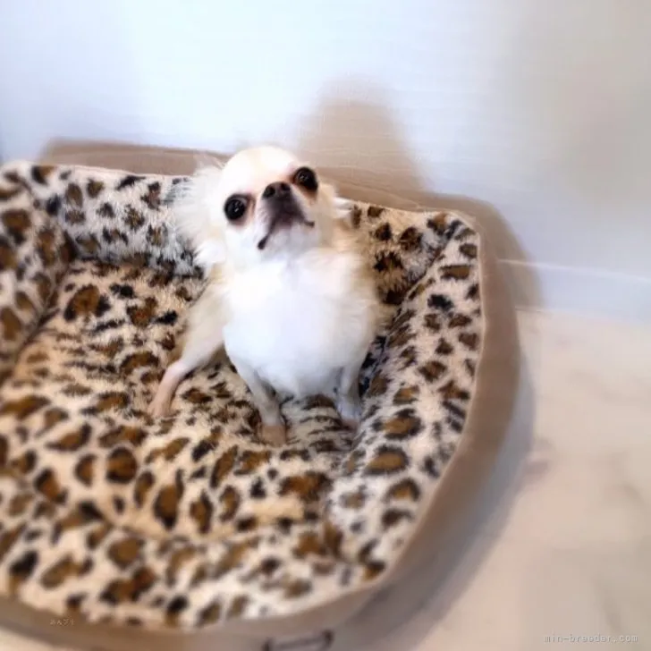 ID：2311-03776の子犬