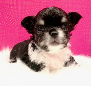 チワワ(ロング)【京都府・女の子・2020年12月25日・ブラックタンホワイト】の写真「お鼻の低い可愛い女の子です」