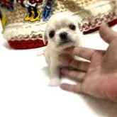 チワワ(ロング)【京都府・男の子・2022年8月10日・クリーム】の写真3