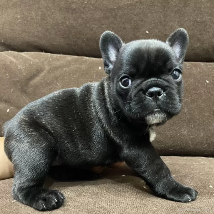 ID：2508-00818の子犬