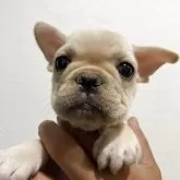 フレンチブルドッグ