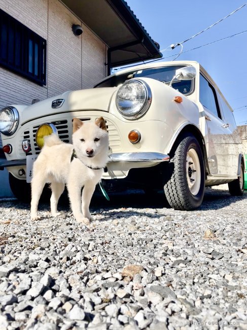 🚗遠出は⭐️豆柴用💛MINI🚗VAN⭐️で出かけます🧸✨｜大牧　裕司(おおまき　ゆうじ)ブリーダー(栃木県・柴犬など・日本犬保存会登録)の紹介写真9