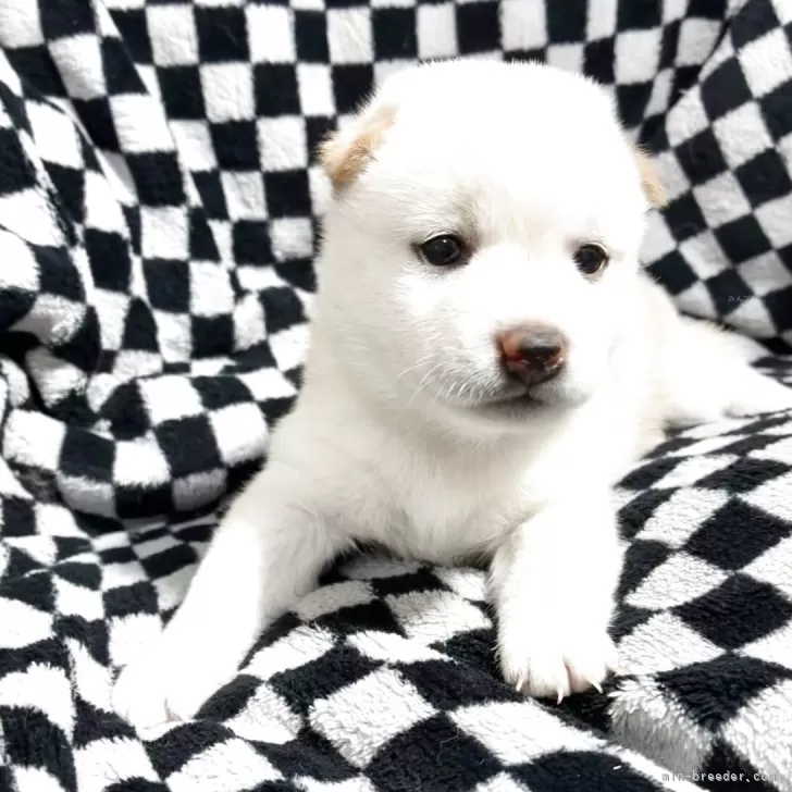 ヒヨコさん 様のお迎えした子犬