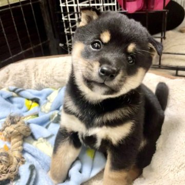 柴犬(豆柴)【栃木県・男の子・2024年11月26日・黒】の写真「💛柴化粧も綺麗にでており🥰イケメンくん💚」