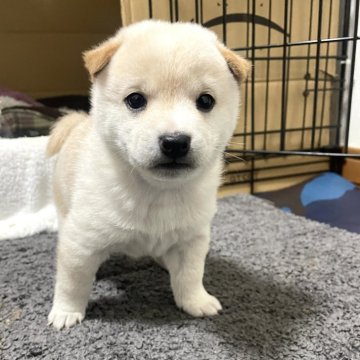 柴犬(豆柴)【栃木県・男の子・2024年11月26日・白】の写真「🥰目がパッチリ👀愛嬌のある子です💛💚🧡」