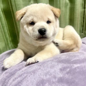 柴犬(豆柴)【栃木県・男の子・2024年11月17日・白】の写真「🧸鼻黒の美男子💛毛色毛質も最高🥰💕💕💕」