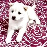 豆柴【栃木県・女の子・2025年6月16日・白】の写真2「🌸賢いですよ🐶🐾」