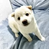 豆柴【栃木県・女の子・2025年6月16日・白】の写真3「🐶可愛いすぎますよ💚💛🤍」
