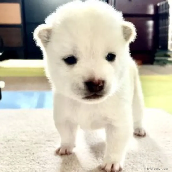 豆柴【栃木県・男の子・2023年8月23日・白】の写真1「元気な男の子(^^) 極小サイズ😊」