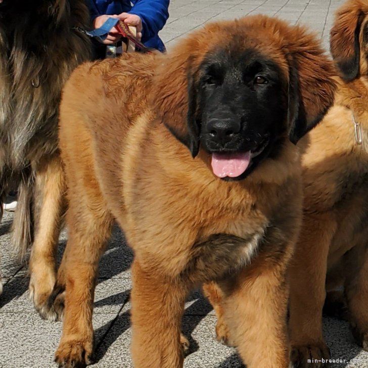 レオンベルガー【千葉県・女の子・2023年8月23日・ライオンカラー
