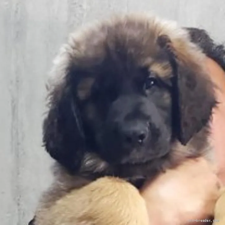 ID:2206-01804の子犬