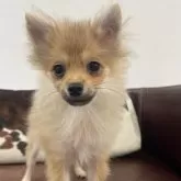 ポメラニアン【京都府・男の子・2025年6月16日・オレンジセーブル】の写真10