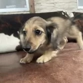 ミニチュアダックスフンド(ロング)【京都府・男の子・2025年6月1日・シェーデッドイエロー】の写真10