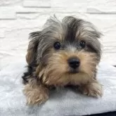 ヨークシャーテリア【京都府・男の子・2025年6月7日・スチールブルー&タン】の写真7