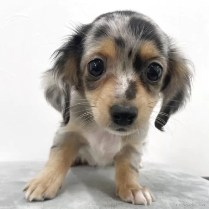 チワックス(チワワ×ダックスフンド)【京都府・女の子・2025年6月