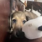 ミニチュアダックスフンド(ロング)【京都府・男の子・2025年6月1日・シェーデッドイエロー】の写真11