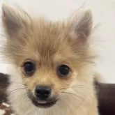 ポメラニアン【京都府・男の子・2025年6月16日・オレンジセーブル】の写真11