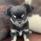 チワワ(ロング)【京都府・女の子・2025年2月10日・ブラックタン&ホワイト】の写真11