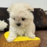 ポメマル(マルチーズ×ポメラニアン)【京都府・女の子・2025年12月29日・クリーム&ホワイト】の写真12