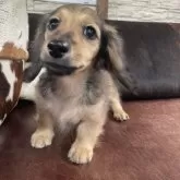 ミニチュアダックスフンド(ロング)【京都府・男の子・2025年6月1日・シェーデッドイエロー】の写真12