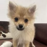 ポメラニアン【京都府・男の子・2025年6月16日・オレンジセーブル】の写真13