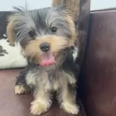 ヨークシャーテリア【京都府・女の子・2025年6月7日・スチールブルー&タン】の写真12