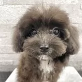 マルプー(マルチーズ×トイプードル)【京都府・女の子・2025年7月2日・ブラック&ホワイト】の写真8