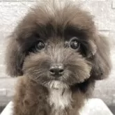 マルプー(マルチーズ×トイプードル)【京都府・女の子・2025年7月2日・ブラック&ホワイト】の写真9