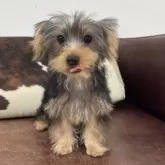 ヨークシャーテリア【京都府・女の子・2025年6月7日・スチールブルー&タン】の写真14