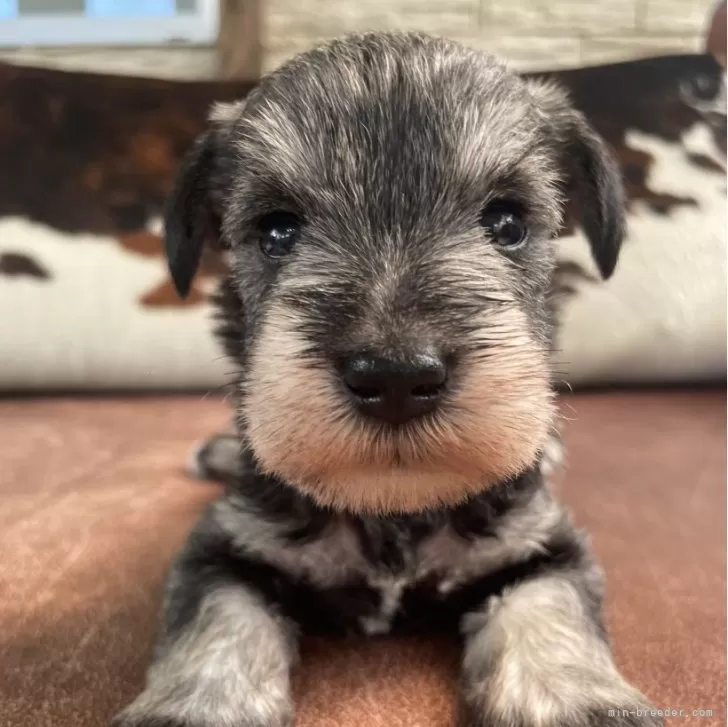 C.N 様のお迎えした子犬