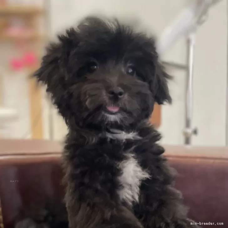 ID：2503-04659の子犬