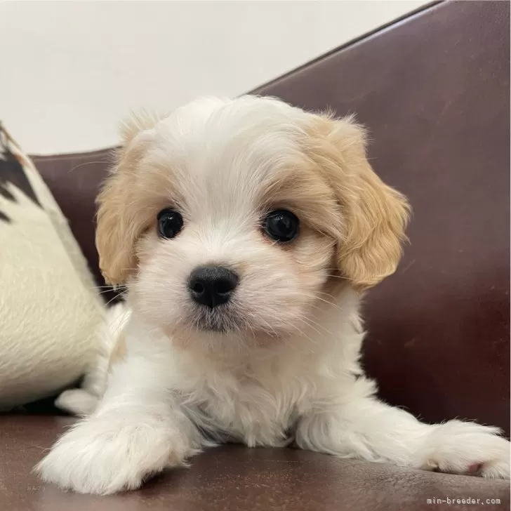 マルキャバ(マルチーズ×キャバリア)【京都府・男の子・2025年10月1日・ブレンハイム】の写真1