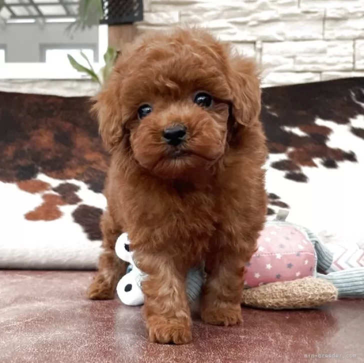 ID:2504-03956の子犬