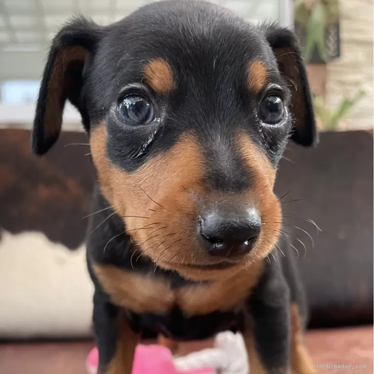 エミ 様のお迎えした子犬