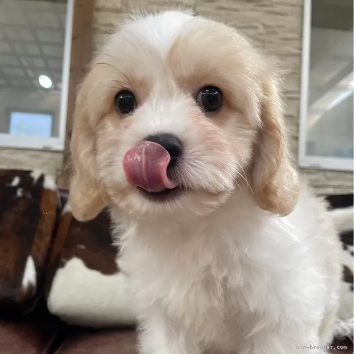 A.K 様のお迎えした子犬