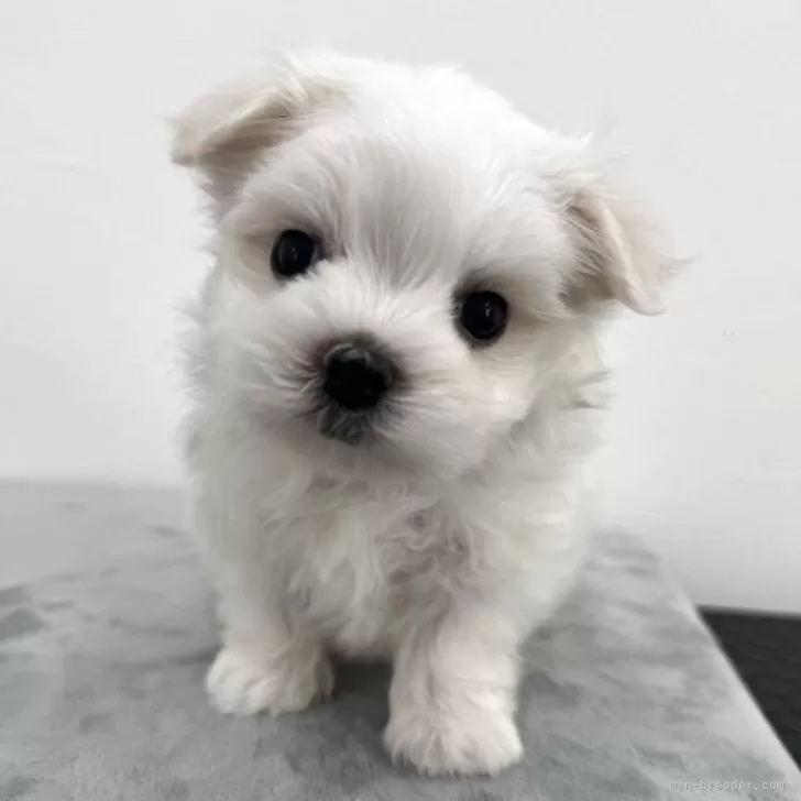 まみ 様のお迎えした子犬