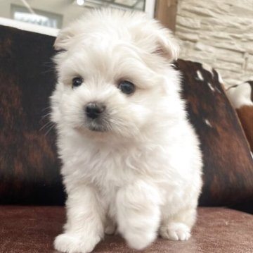 京都府のミックス・その他犬種の子犬を探す｜ブリーダー直販の