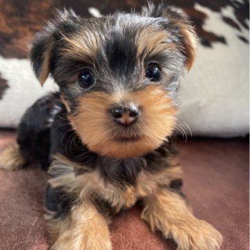 スコティッシュテリアの子犬を探す｜ブリーダー直販の子犬販売