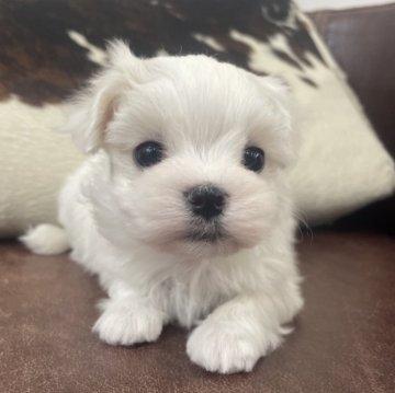 マルチーズ【京都府・男の子・2025年10月8日・ホワイト】の写真「男の子です！」