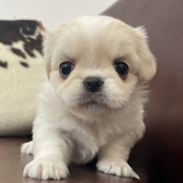 ペキチワ(チワワ×ペキニーズ)【京都府・女の子・2025年10月26日・クリーム&ホワイト】の写真「可愛い女の子です！」
