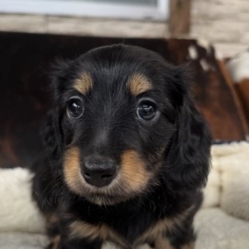 ブラック＆タンのミニチュアダックスフンドの子犬を探す